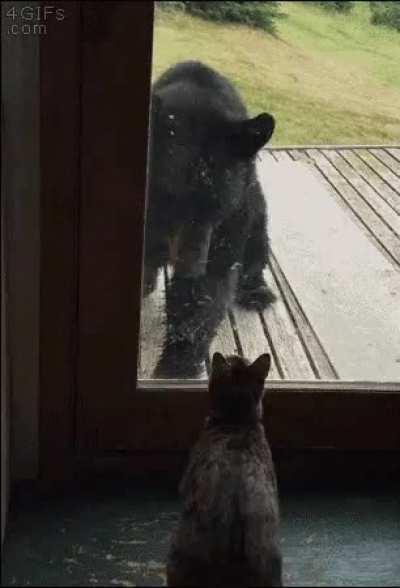 Big boye startles murder beans