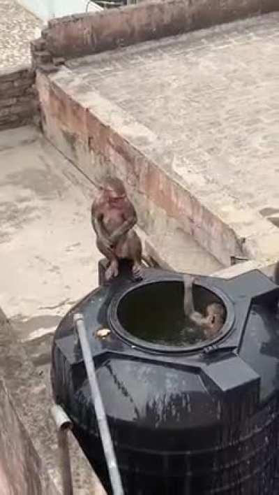 Mixed Feelings - Feeling good that these monkeys got some relief from scorching heat but sad these people have to consume this water. But fuck it we as humans are responsible for this global warming so let these monkeys enjoy for a while. 😀