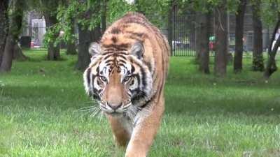 POV: You stopped looking at the tiger.