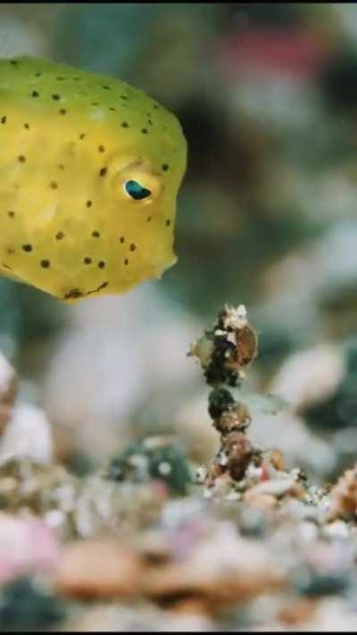 🔥 The yellow boxfish is a species of boxfish found in reefs throughout the Pacific Ocean and Indian Ocean as well as the southeastern Atlantic Ocean