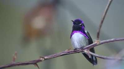 🔥 Costa's Hummingbird 🔥