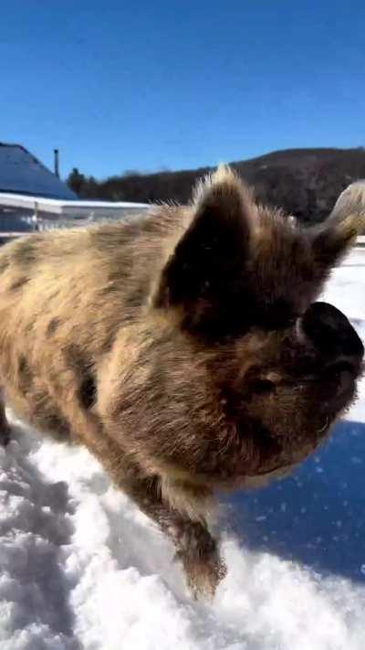 Pack of snow pigs