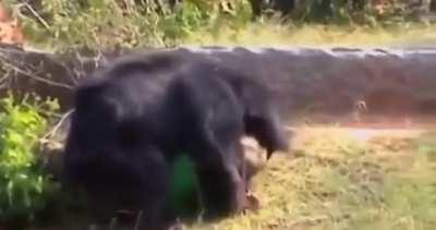 Bear eats Grandpa's Face off