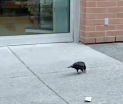 A frustrated crow trying to put on a condom and poops