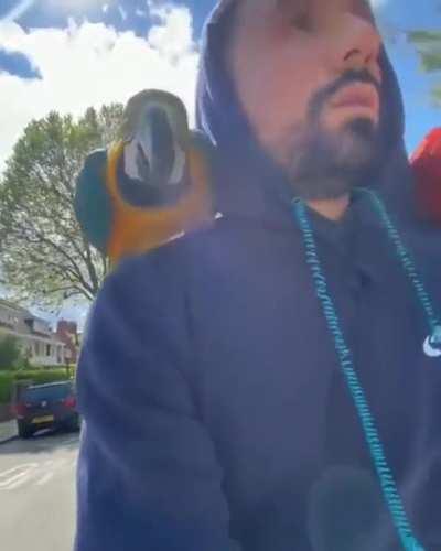 Guy takes his parrots out to fly around while riding his bike