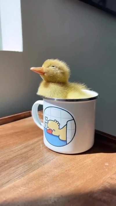 Sleepy duckling in a cup