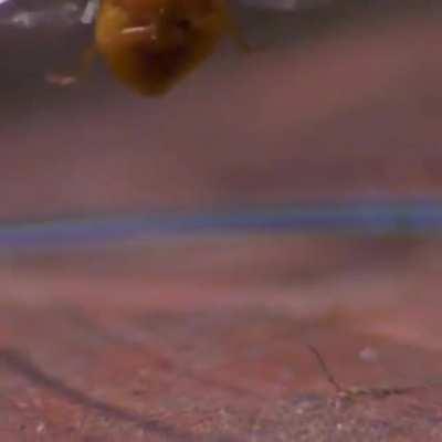 Ladybug takeoff in slow motion, 85 wing flaps per second