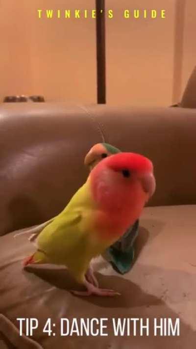 Twinkie's full guide to finding a mate for lovebirds