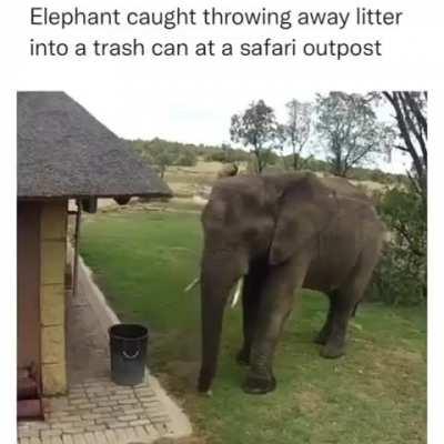 big elephant!