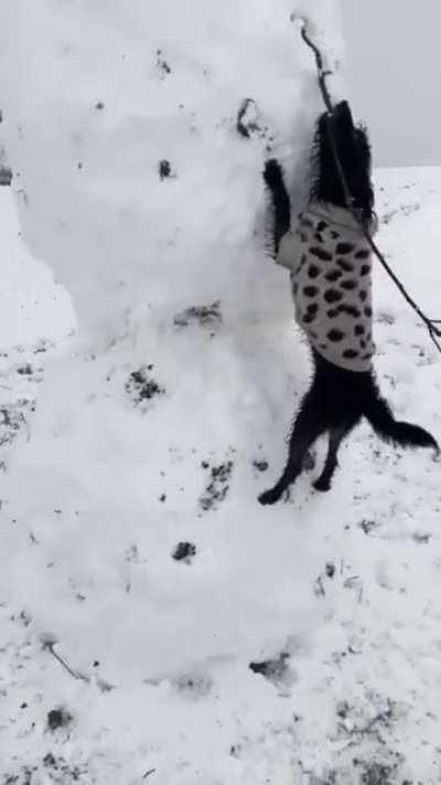 When the snowman's arm would make the perfect fetching stick.