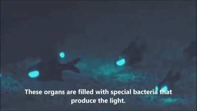 Flashlight fish lighting up the ocean floor