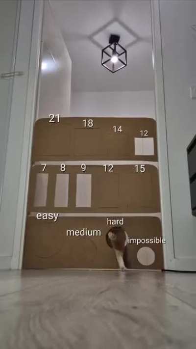 catsareliquid