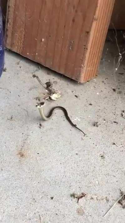 Spider catches a snake in its web (cross post from r/badassanimals)