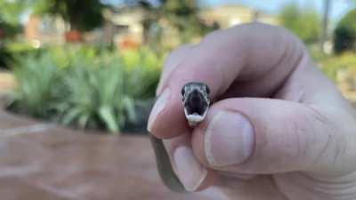 Can anyone identify this lil baby snake I saved from the skimmer? Seems like a garder, but he was real mad and I've never seen his markings before.