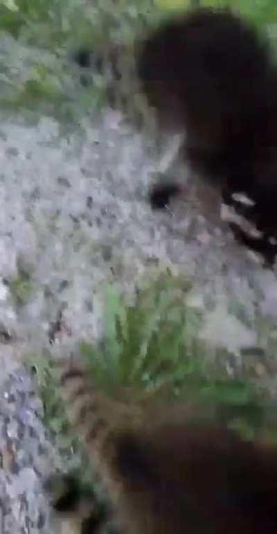 Baby racoons found in the road