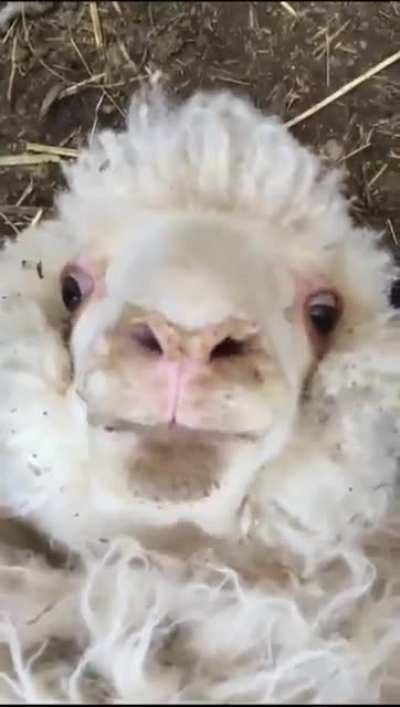 A sheep says hello 🐑