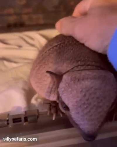 Baby armadillos like to be tickled