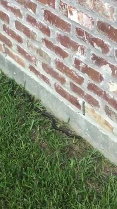 Filming a snek on the side of my house?