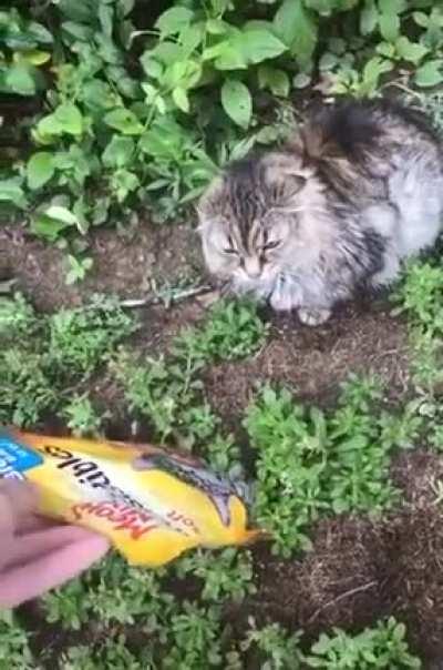 WCGW trying to teach your cat how to speak