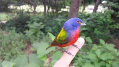 The male painted bunting is often described as the most beautiful bird in North America, earning it the nickname 