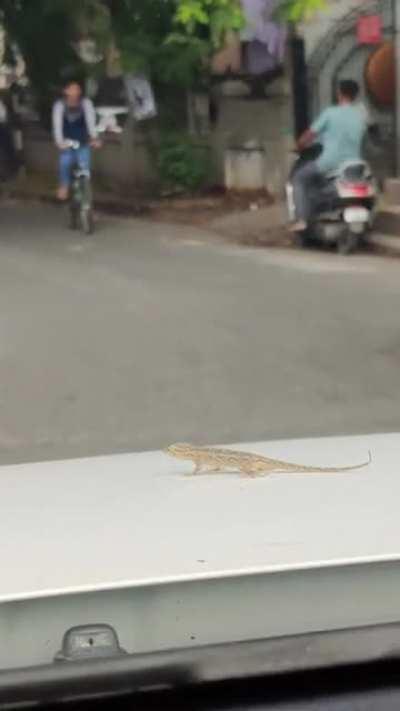 this little guy was chilling on bonet of the car