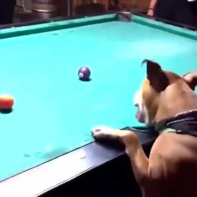 This dog is better at pool than me