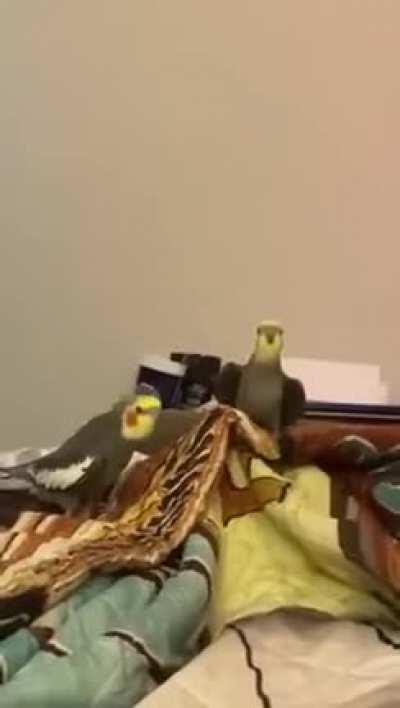 Birbs vibing and living their best life.