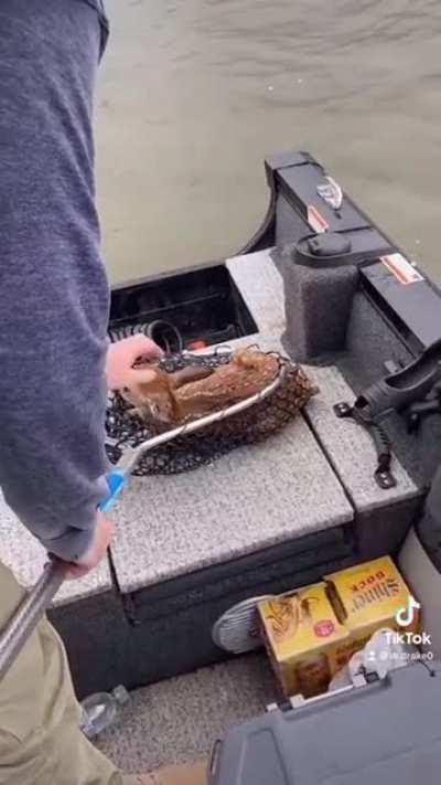 These fisherman found an exhausted fawn in the middle of the lake so they scooped it up in a fishing net and returned it to shore where its mother was waiting nearby