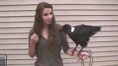 Ravens can also mimic human speech!