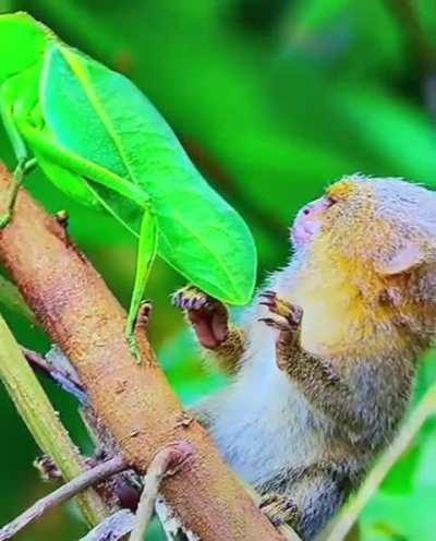 Pygmy marmoset thinks bug is a leaf