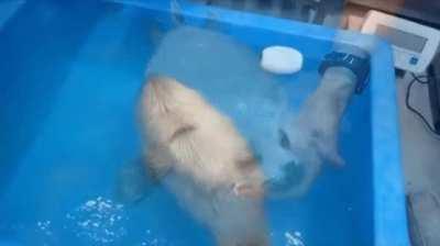 This is how they teach rescued baby seals how to swim.