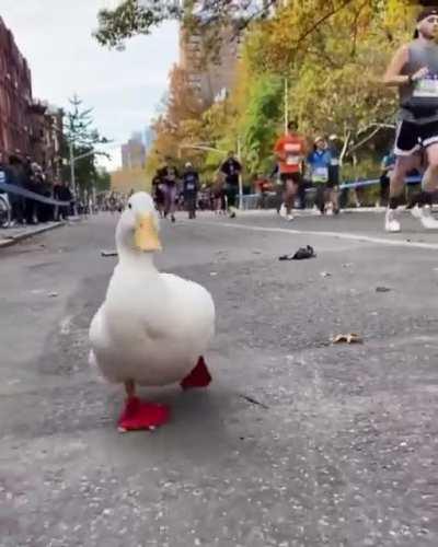 A duck running the NY marathon for Adahop.