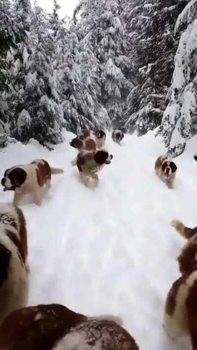 Why, it's a veritable blizzard of Saint Bernards!