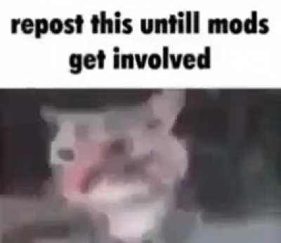 Let's bring this back because mods don't do shit and half of this sub isn't even moldy memes anymore