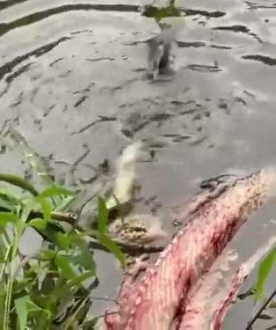 Death rolling baby alligator