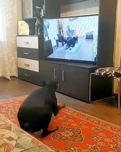 [OC] How to keep fit? Like this Doberman who recreates his training while watching television.