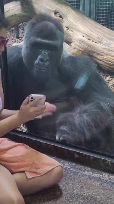 gorilla being really focused on a phone.