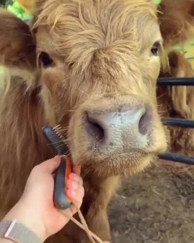 Good Pupper Being Brushed