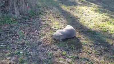 Wombat zoomies!