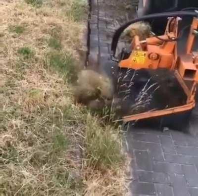 Sweeper with steel bristles Trimming overgrown grass from the curb