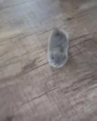 Running kitten