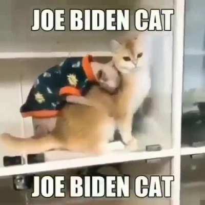 JOE BIDEN CAT YOOOO