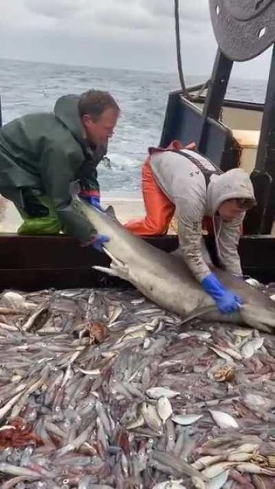 Shark needs a little snack and a solid petting