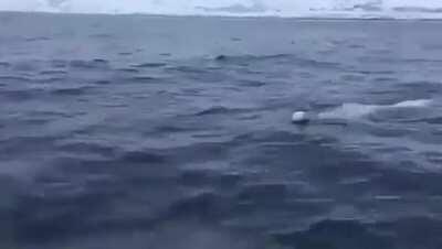 A Beluga playing fetch near the North Pole