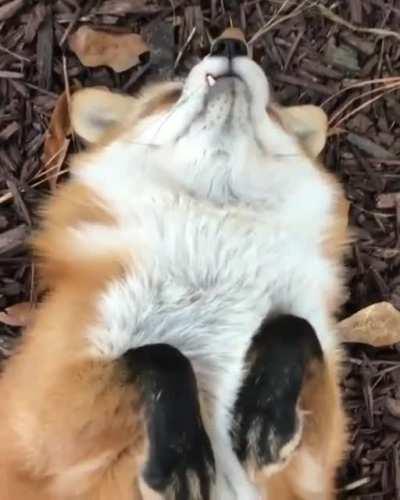 Fox enjoys a belly rub