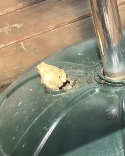 We have Tree Frogs living in our umbrella stand. One of them is a jerk...