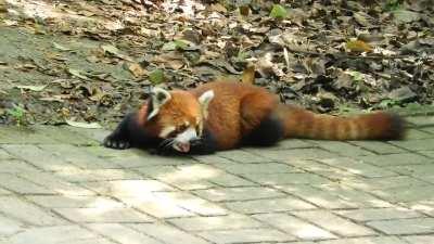 Red panda