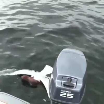 Weasel tries to drown a seagull