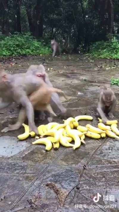 Slowly disappearing bananas