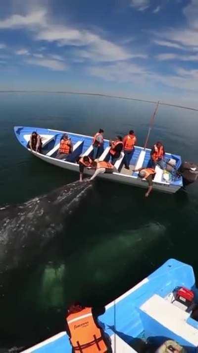 Gentle gray whales in Baja California